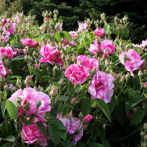 Carmin clair striés de blanc - Fleurs groupées en bouquet - rosier à haute tige - buissonnant